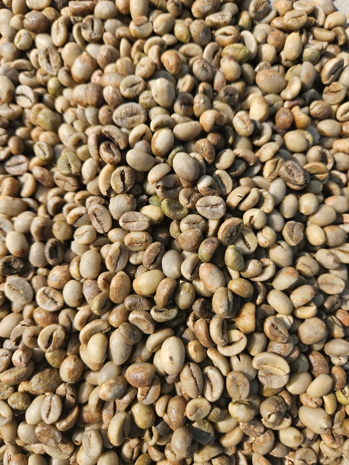 Coffee sourcing and green beans