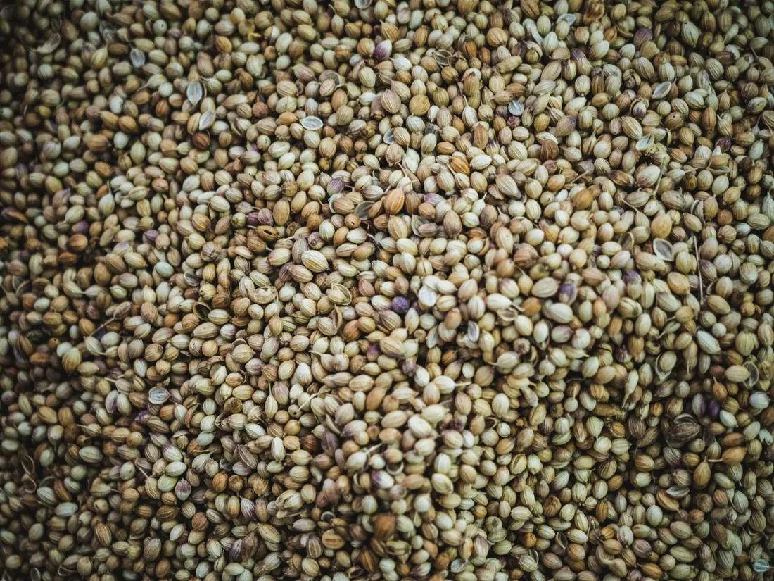 Coriander and other spices